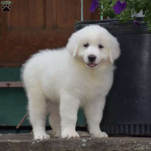Chloe, Great Pyrenees Puppy